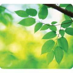 Tapis de Souris EARTH - Feuilles : FELLOWES Visuel